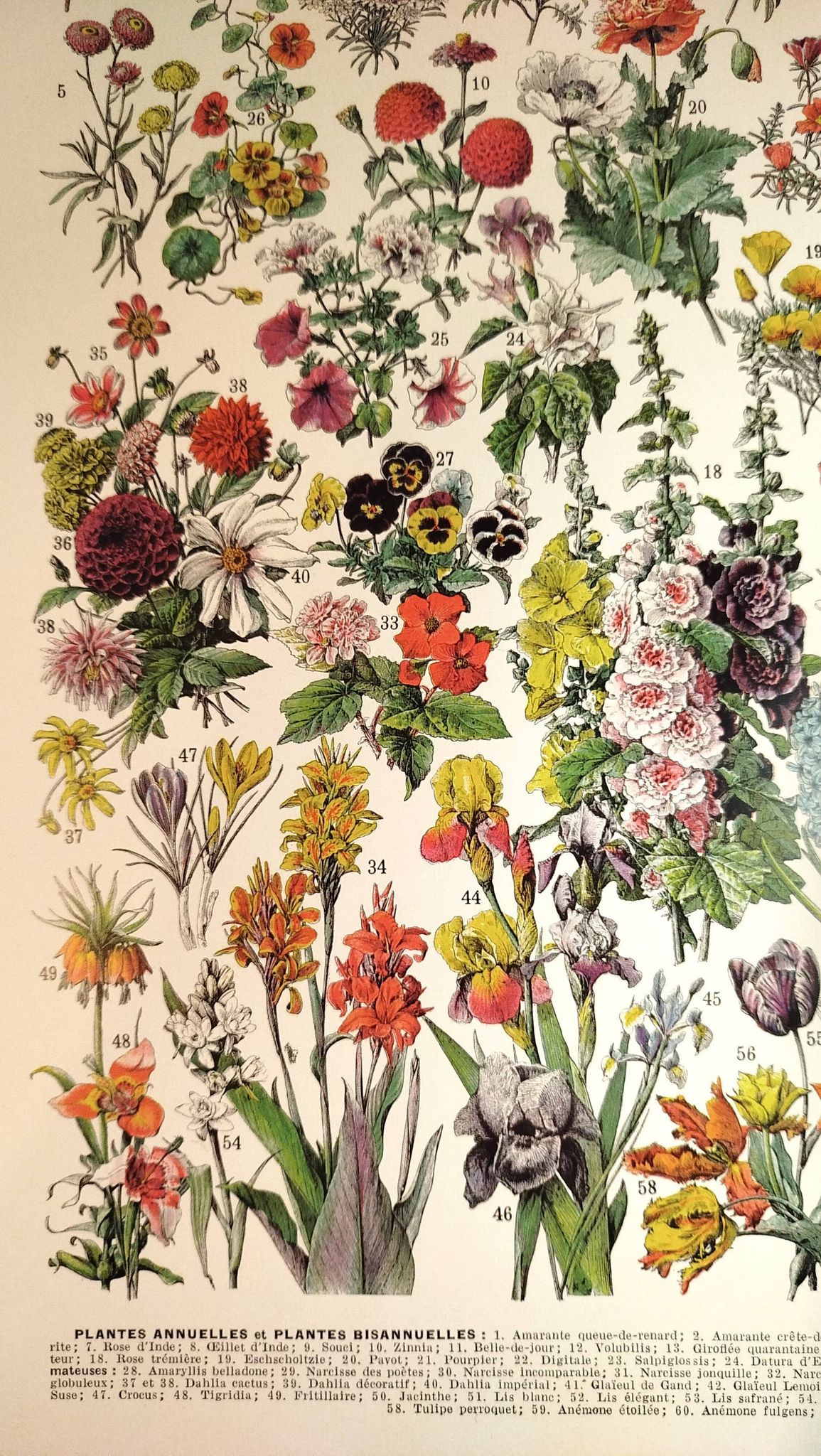 Affiche sur les fleurs "amarante", d'après une lithographie de 1928