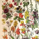 Poster of "amaranth" flowers, based on a 1928 lithograph