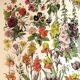 Affiche sur les fleurs "amarante", d'après une lithographie de 1928