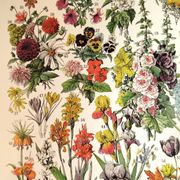 Affiche sur les fleurs "amarante", d'après une lithographie de 1928
