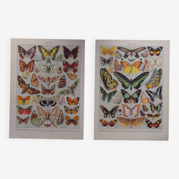 Original lithographs on butterflies