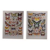 Lithographies originales sur les papillons