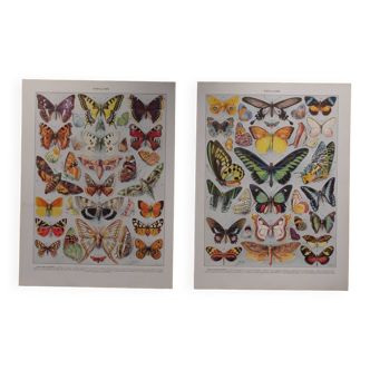 Original lithographs on butterflies