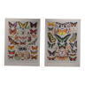Lithographies originales sur les papillons