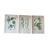 Three botanical plates XIXth century