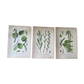 Three botanical plates XIXth century
