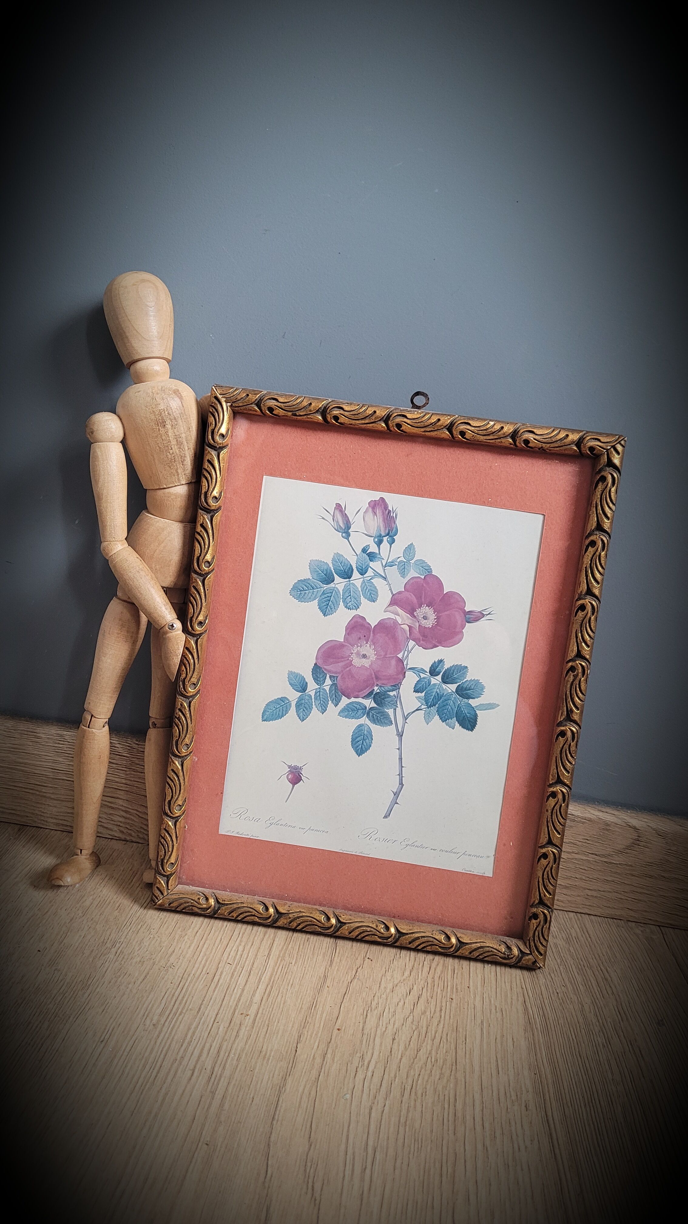 Litho Rose Eglantier