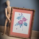 Litho Rose Eglantier