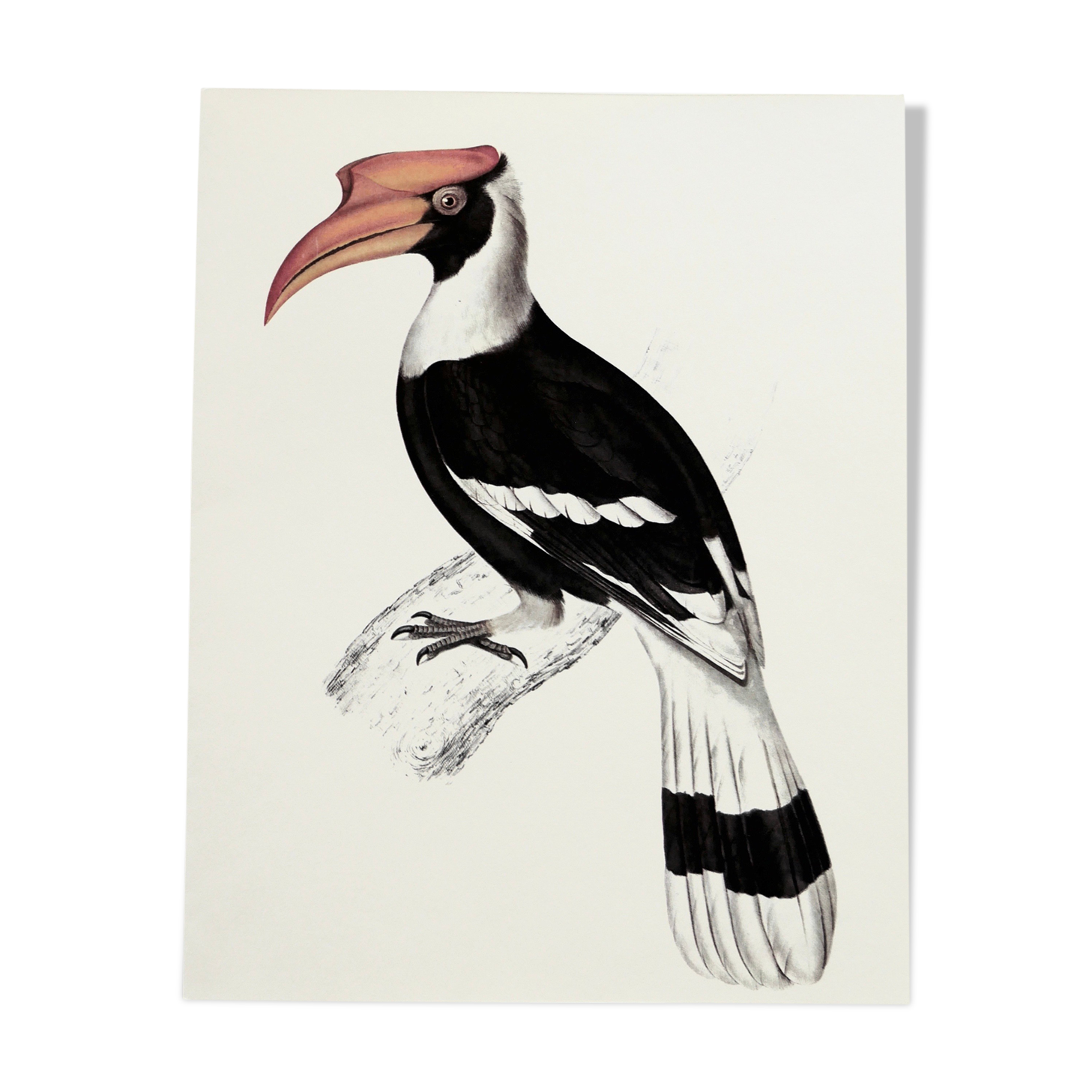 Ornithological board The Giant Calao