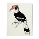 Ornithological board The Giant Calao