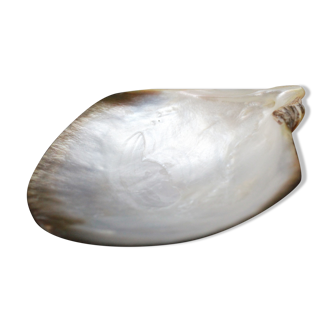 Empty shell pocket mother-of-pearl