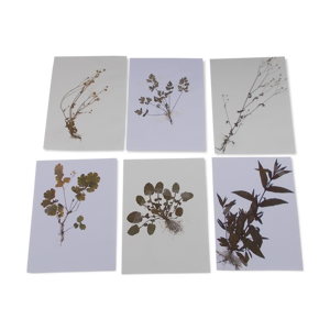 Ensemble de 6 planches d'herbier