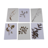 Set of 6 herbarium boards No.1