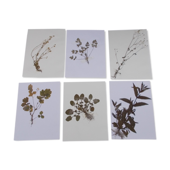 Ensemble de 6 planches d'herbier n°1