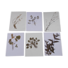 Set of 6 herbarium boards No.1