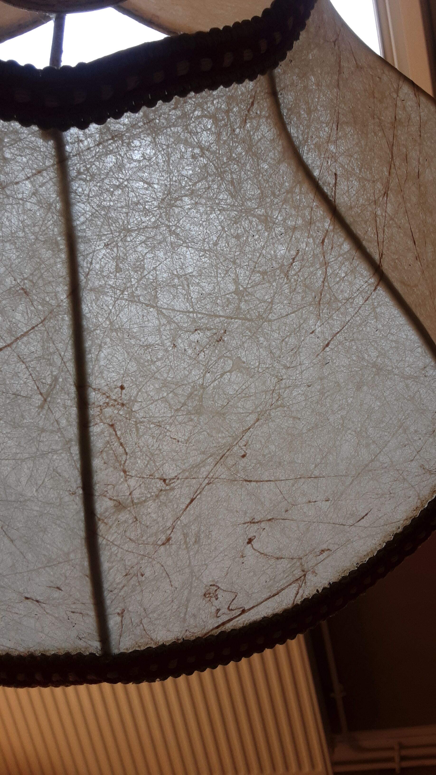 Old lampshade in pork bladder - trimess