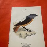 Botanical engraving birds double sided naturalist board