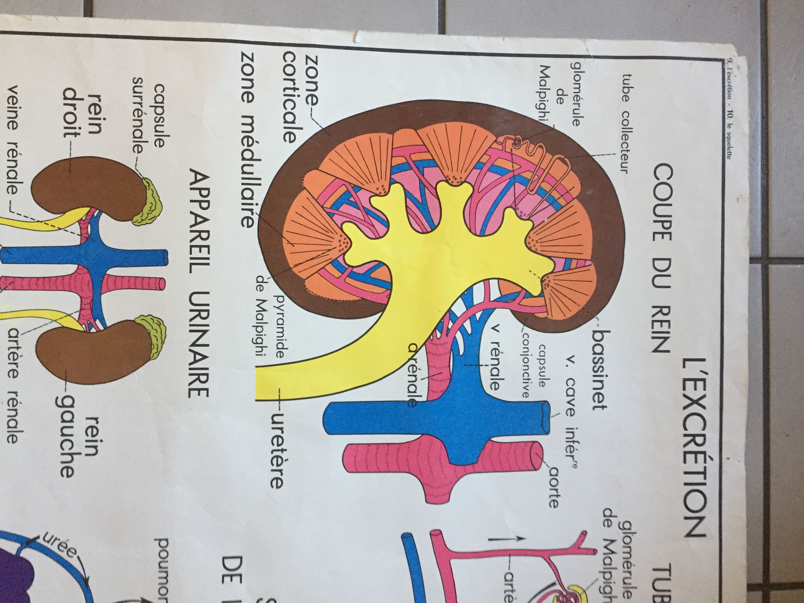 Carte d’école rossignol, le squelette et l’excrétion