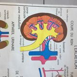 Map of school Rossignol, the skeleton and excretion