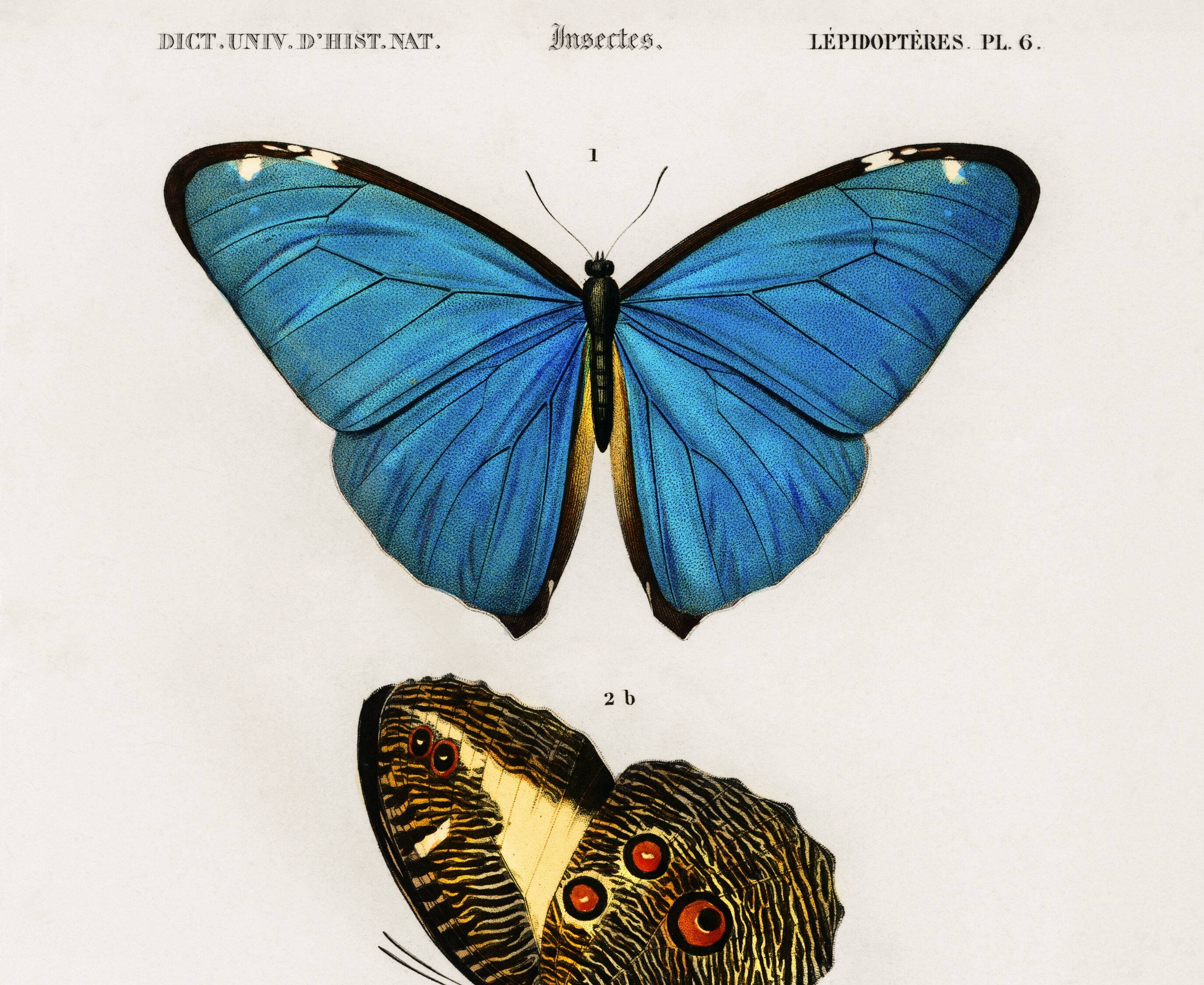 Poster about butterflies (Tropical Peacock butterfly), after an engraving