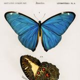 Poster about butterflies (Tropical Peacock butterfly), after an engraving