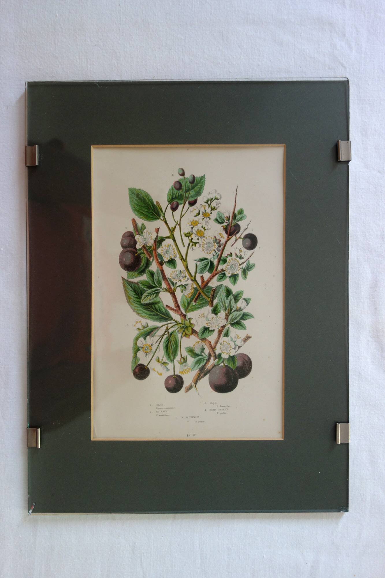 4 framed botanical plates, 19th century