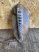 Ancient Fossil Orthoceras Polished Paperweight Vintage #D985