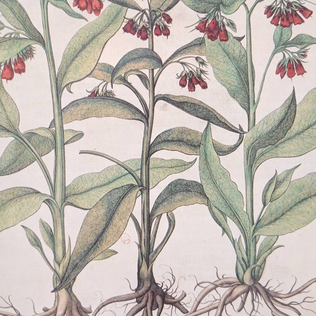 Planches herbier ancien