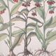Planches herbier ancien