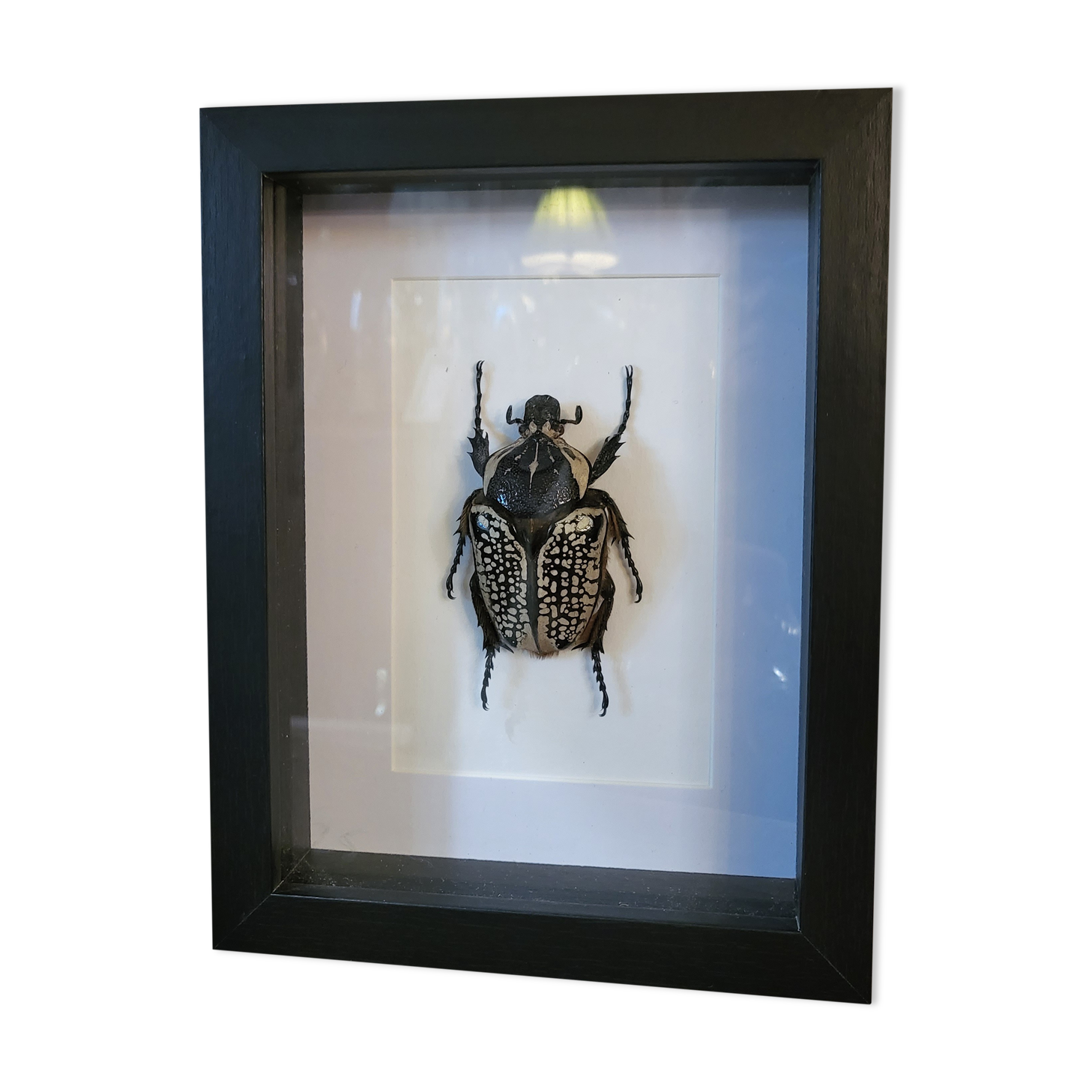 Goliathus entomology