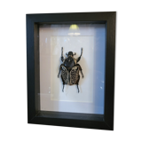 Goliathus entomology