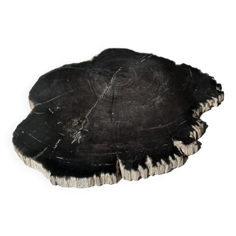 Large dish or trivet in organic black petrified wood 26x31