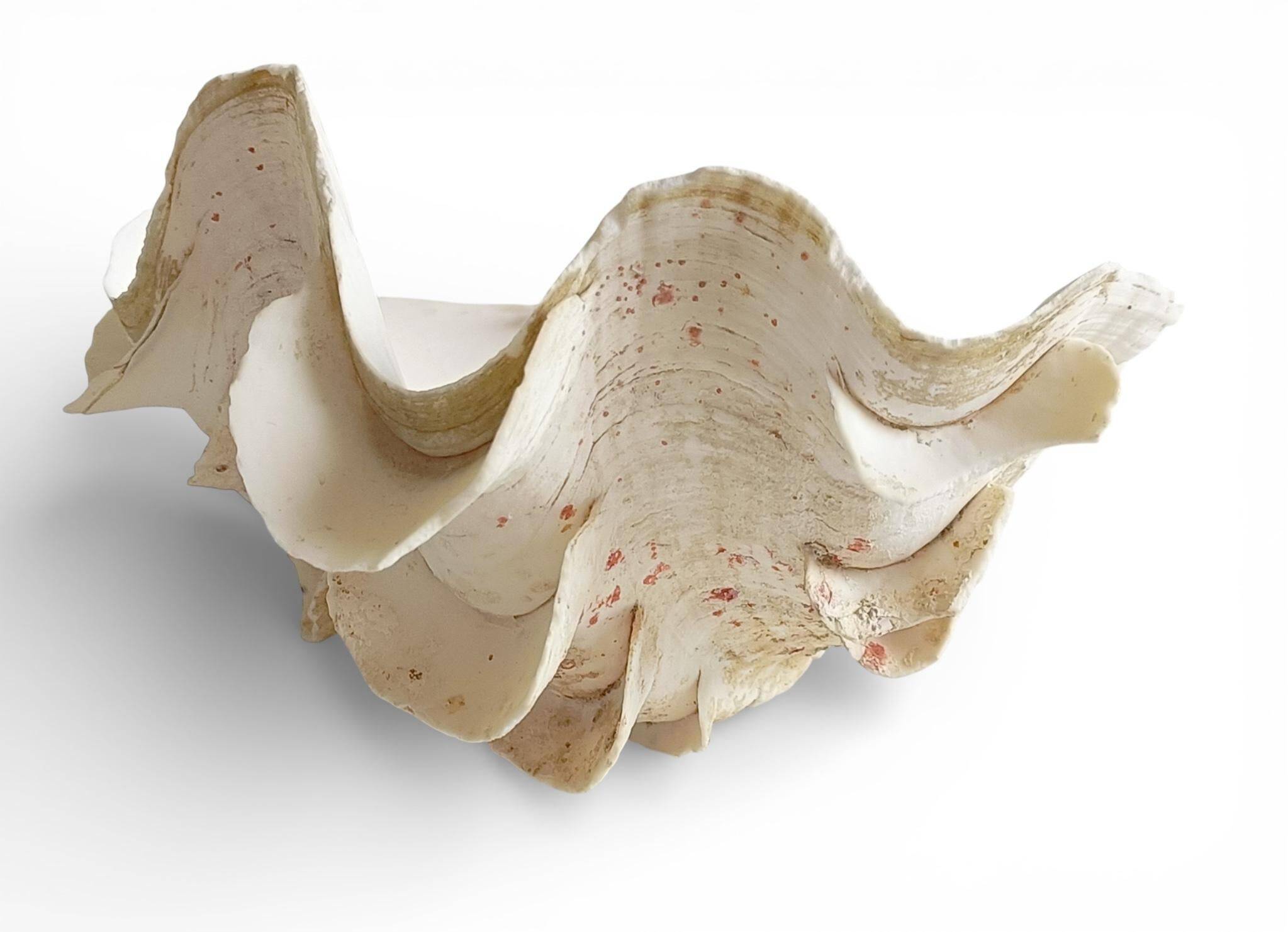 Stunning South Pacific Clam Shell – Sculptural Organic Modern Object