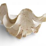 Stunning South Pacific Clam Shell – Sculptural Organic Modern Object