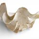 Stunning South Pacific Clam Shell – Sculptural Organic Modern Object