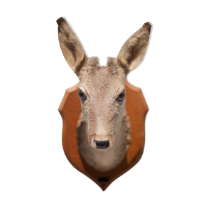 Tête de chevreuil trophée