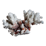 Ancient white coral from the 70s