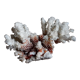Ancient white coral from the 70s