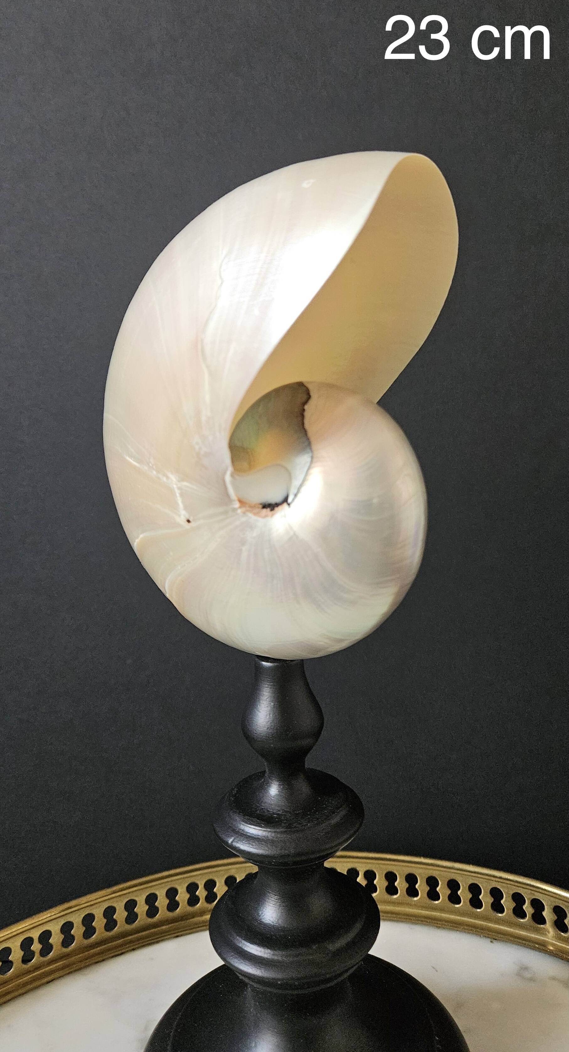 Nautilus / Pearly Nautilus, Black Turned Wood Base H: 23 cm