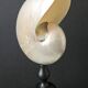 Nautilus / Pearly Nautilus, Black Turned Wood Base H: 23 cm