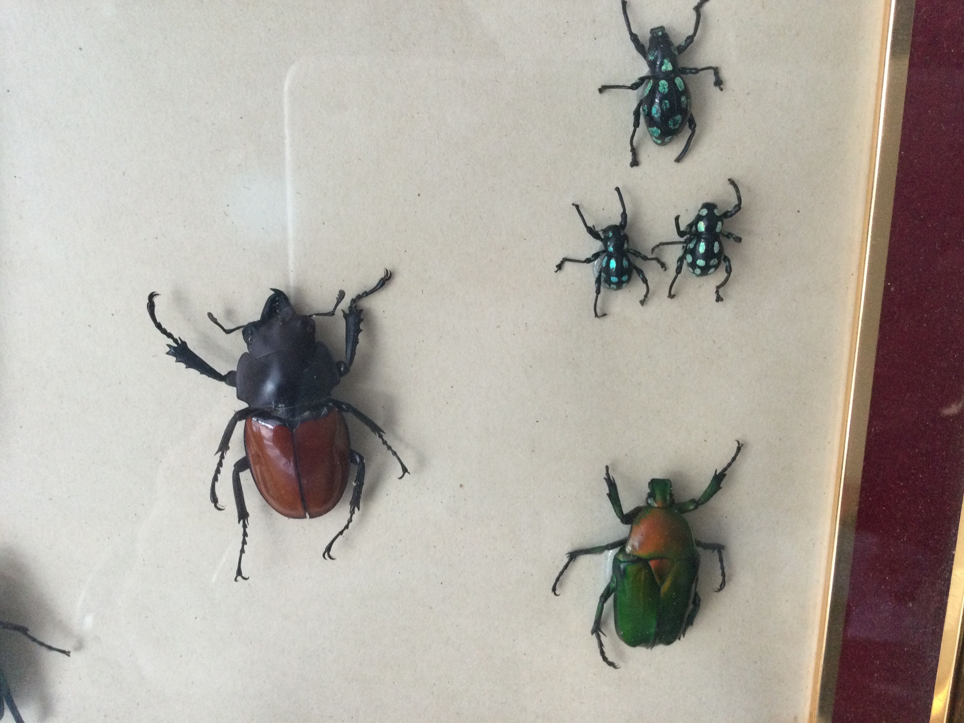 Subframe beetles