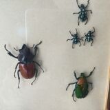 Subframe beetles