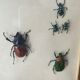 Subframe beetles