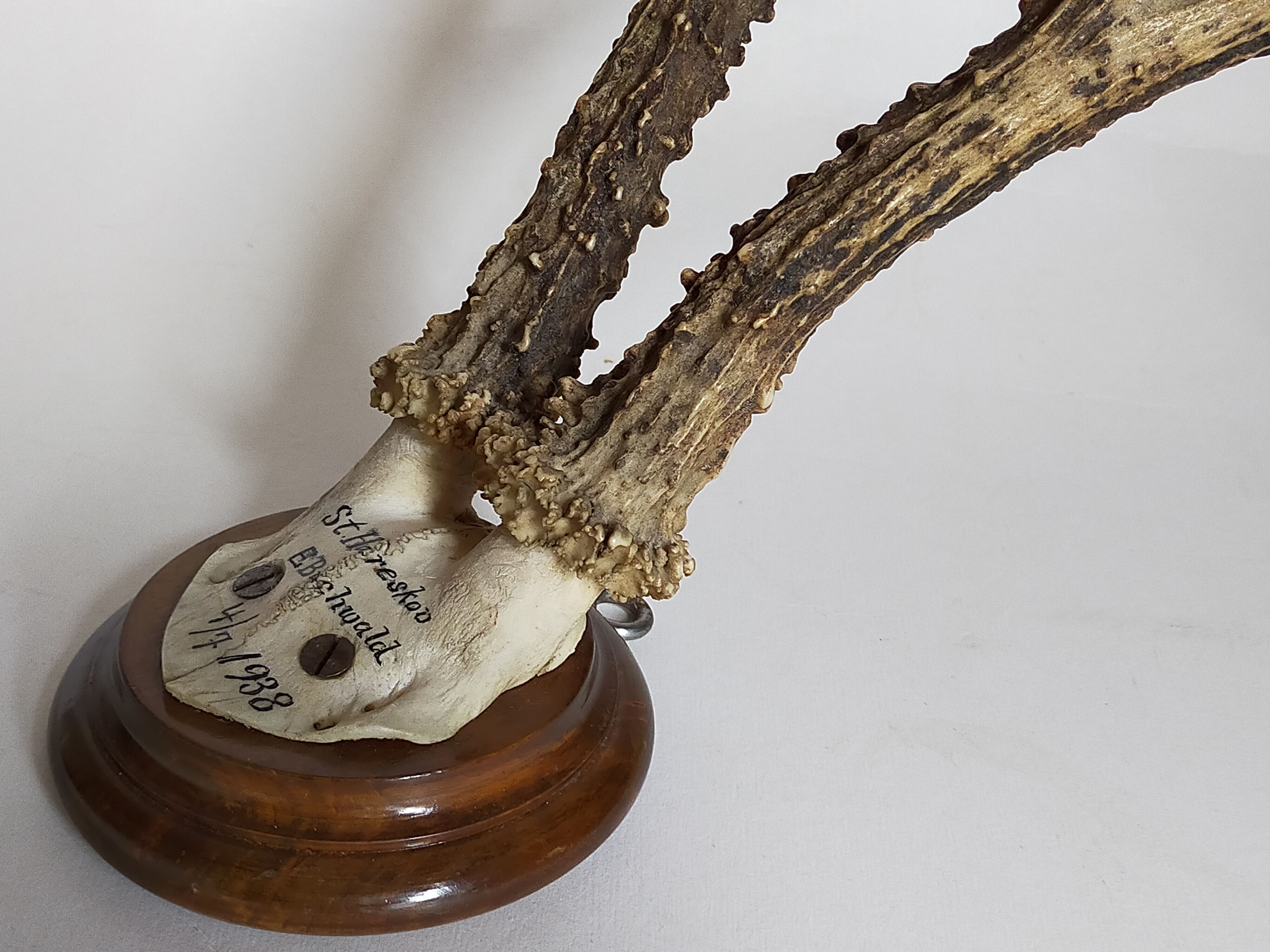 Scandinavian hunting trophy old 30 years