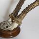 Scandinavian hunting trophy old 30 years