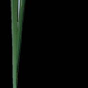 Single-stem vases made of flasks