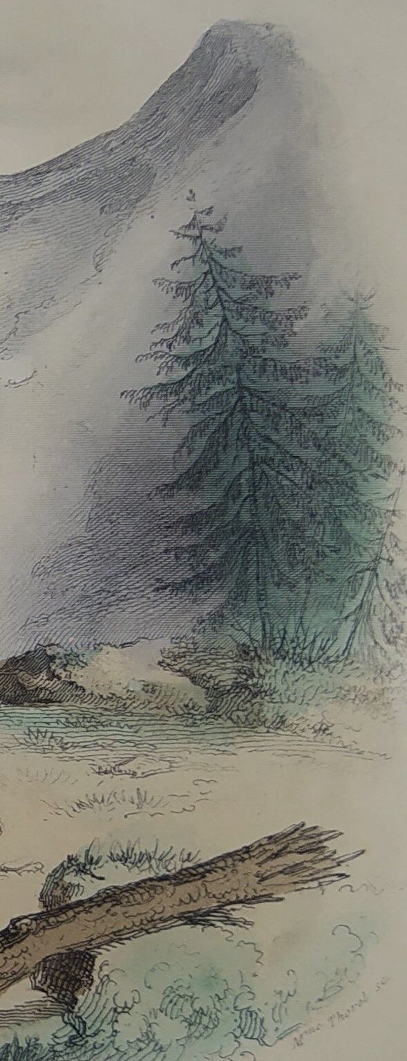 Original zoological plate " brown bear " - buffon 1840