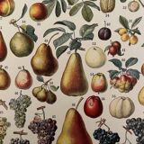 Lithograph engraving on fruits from 1928