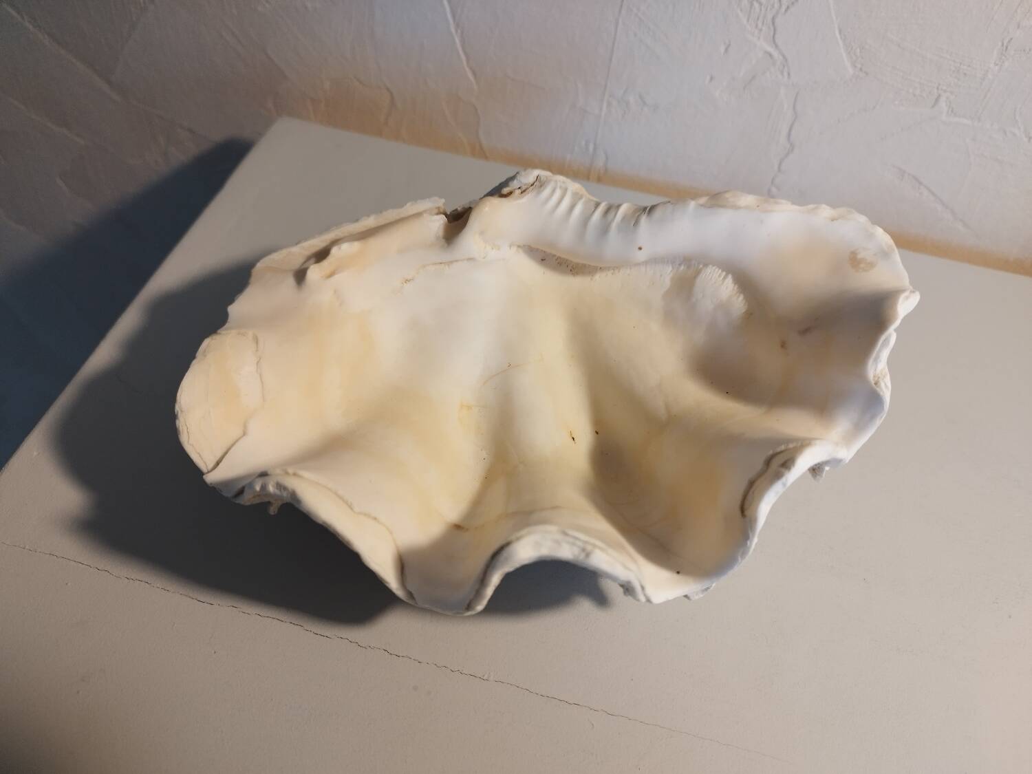 Vide poche coquillage bénitier