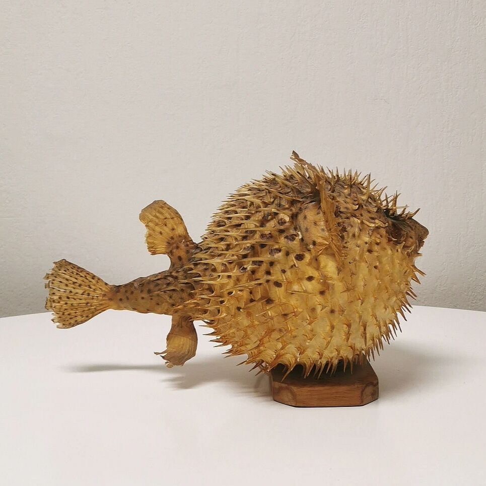Naturalized Moonfish Lamp, 1950